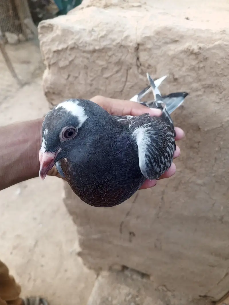 recer pigeon — photo 5
