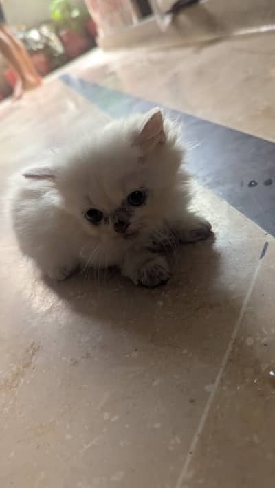 Pure Persian Kittens 2 Months Old