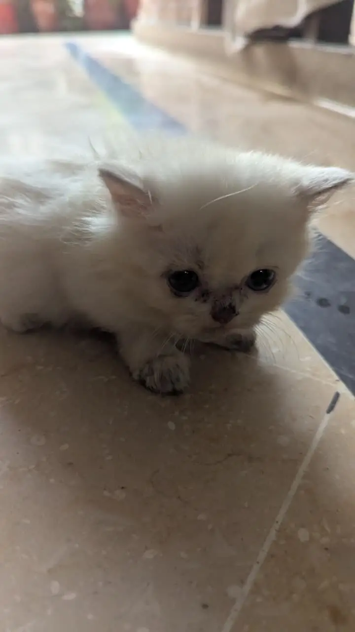 Pure Persian Kittens 2 Months Old — photo 2