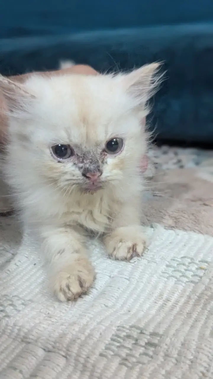 Pure Persian Kittens 2 Months Old — photo 3