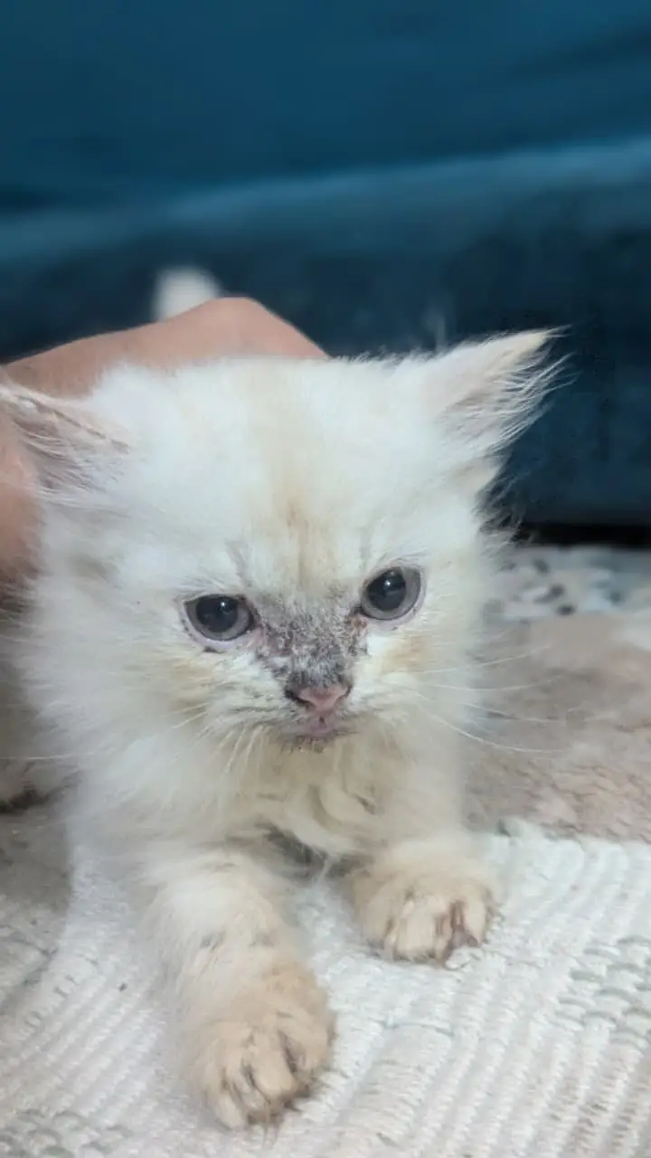 Pure Persian Kittens 2 Months Old — photo 4