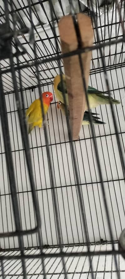 Pelfefllow love birds