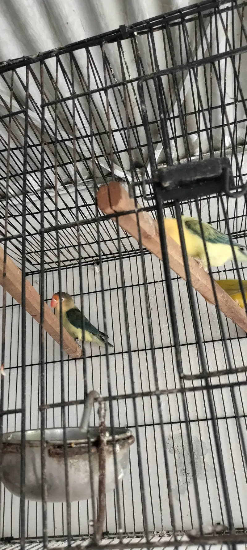 Pelfefllow love birds — photo 2
