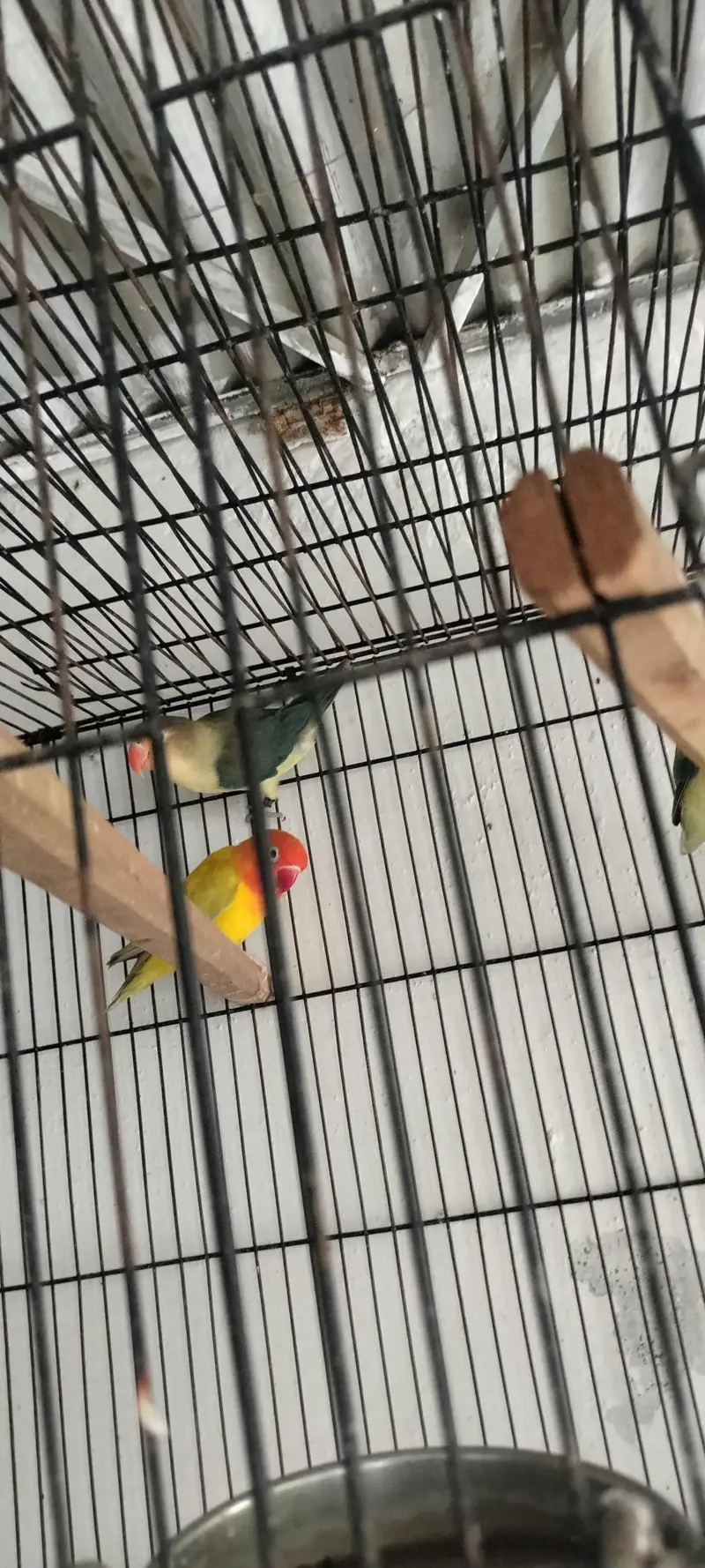 Pelfefllow love birds — photo 4