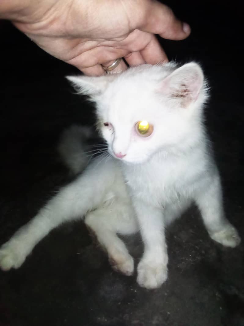 white colour 0
