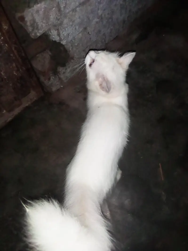 white colour — photo 2