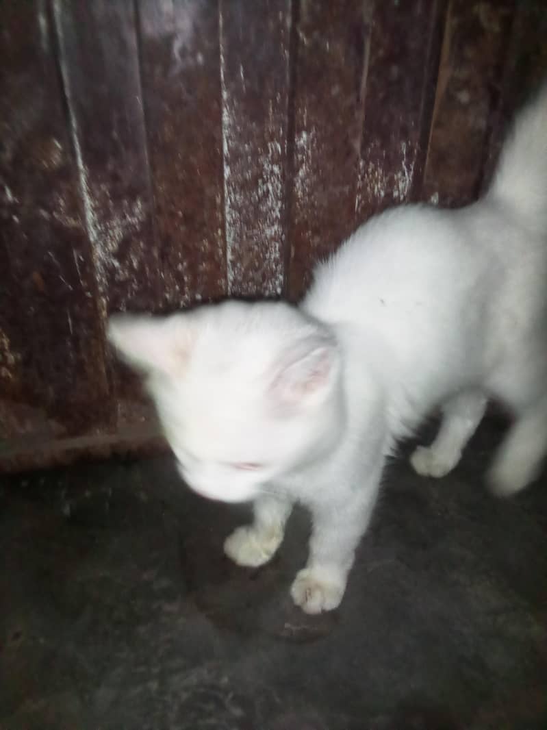 white colour 2