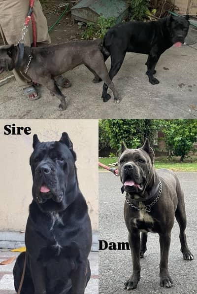 Cane carso female pups , excellent quality