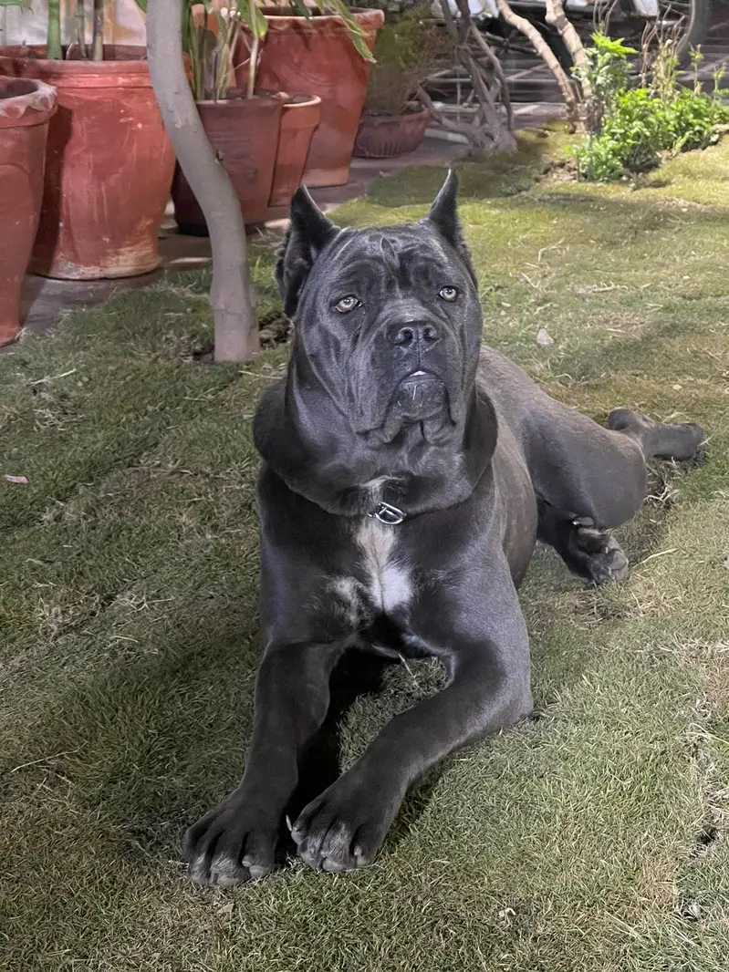 Cane carso female pups , excellent quality — photo 2