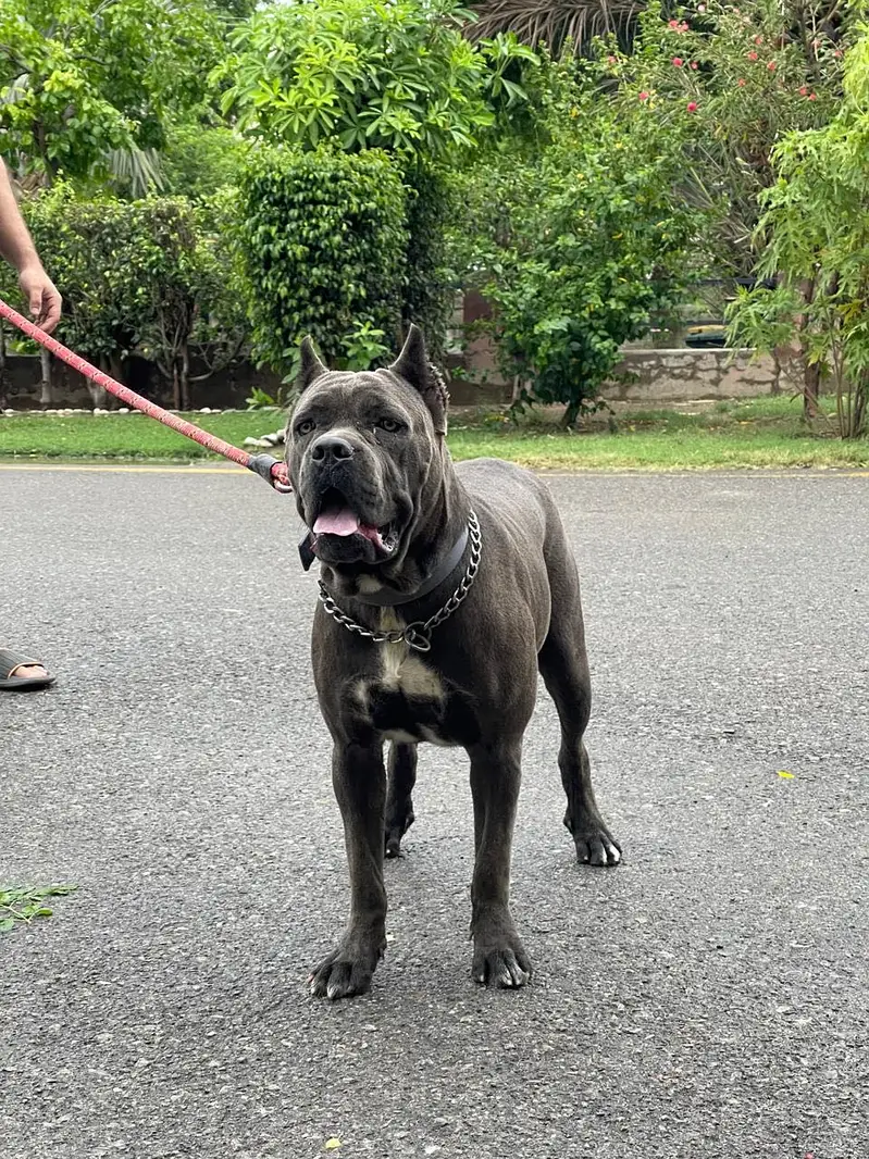 Cane carso female pups , excellent quality — photo 3