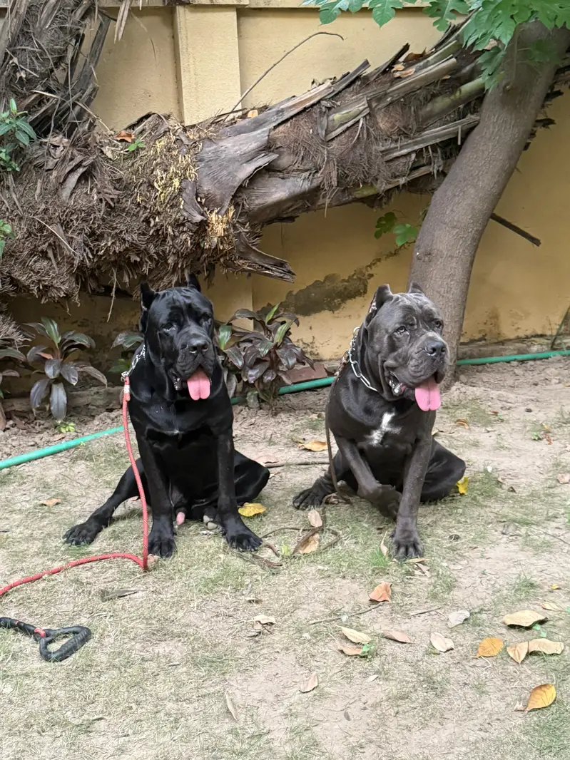 Cane carso female pups , excellent quality — photo 4