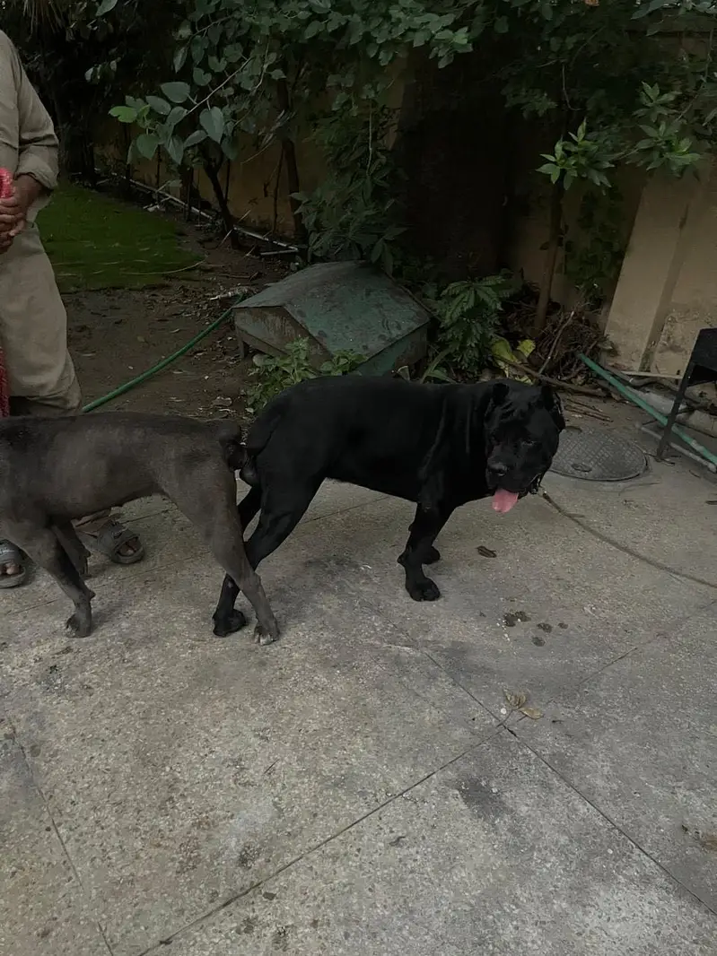 Cane carso female pups , excellent quality — photo 5