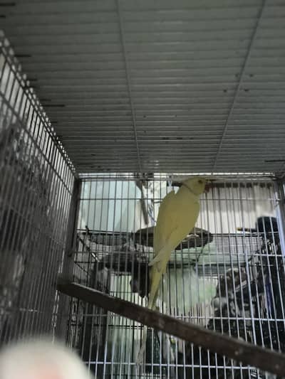 Yellow  male for sale