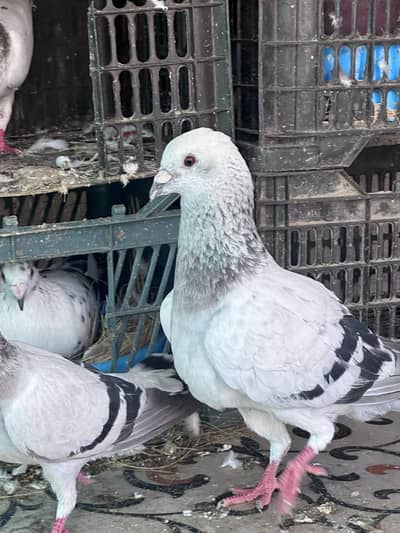Ice Piegon pair