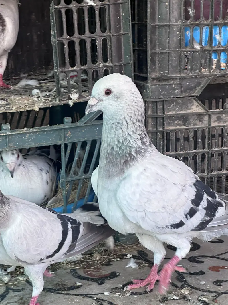 Ice Piegon pair