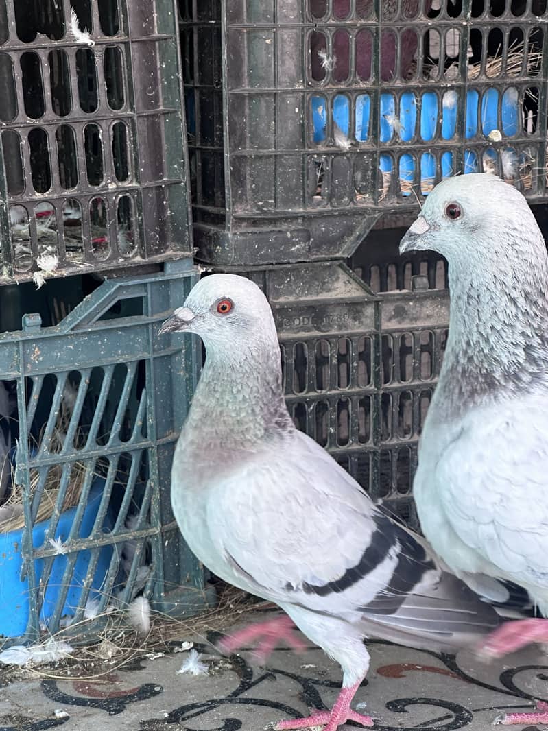 Piegon pair 1