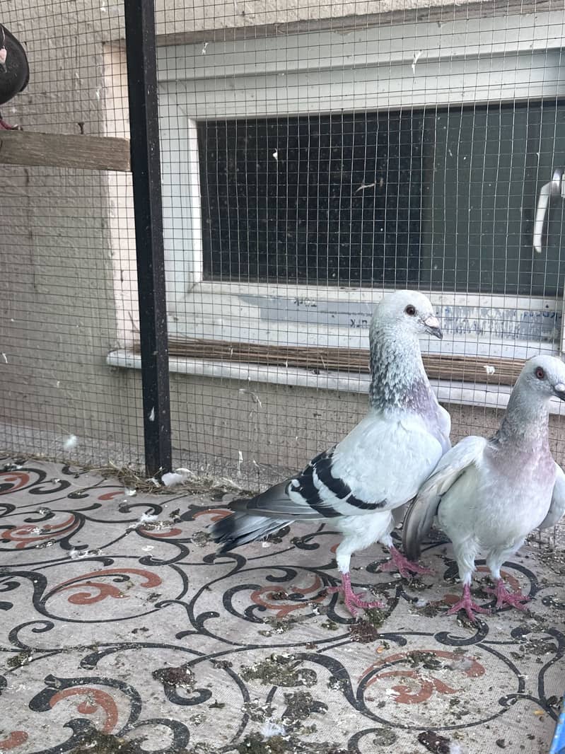 Piegon pair 2