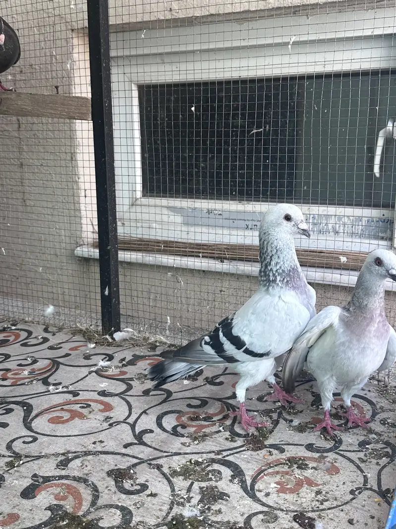 Ice Piegon pair — photo 3