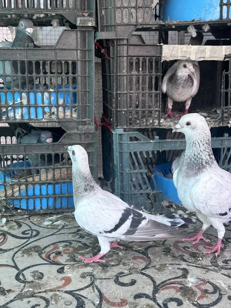 Ice Piegon pair — photo 4