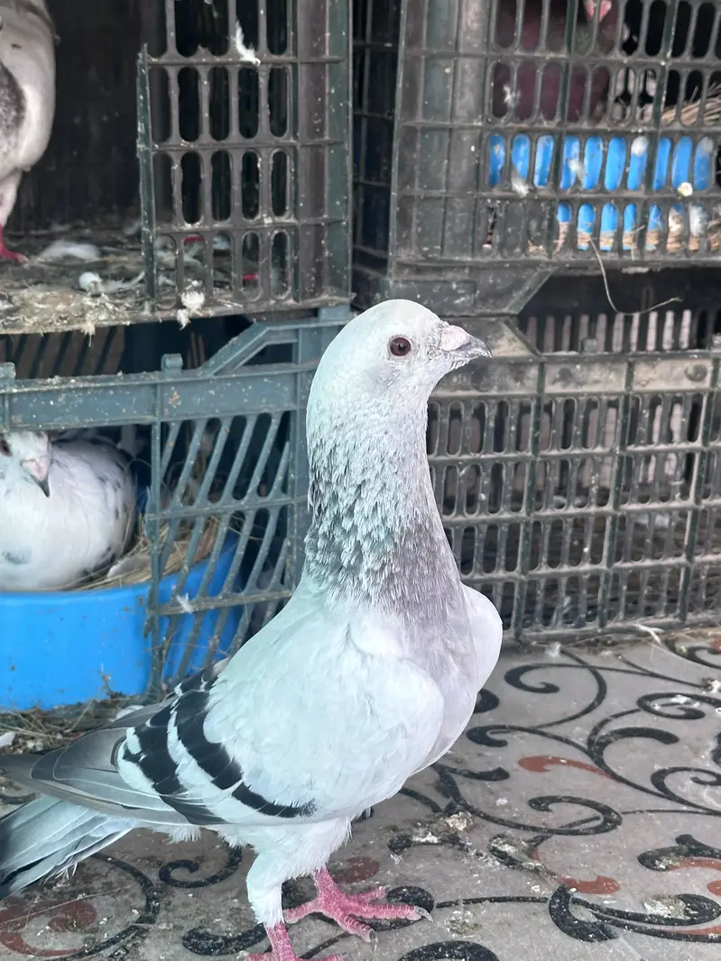 Ice Piegon pair — photo 5