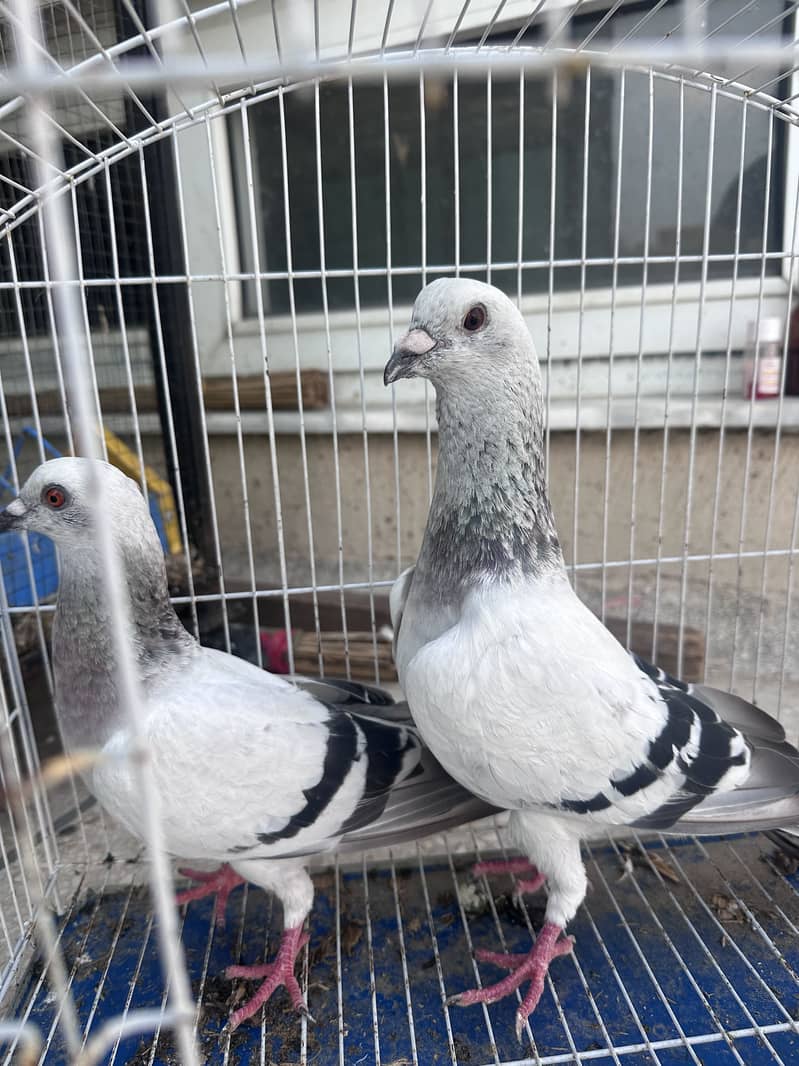 Piegon pair 5