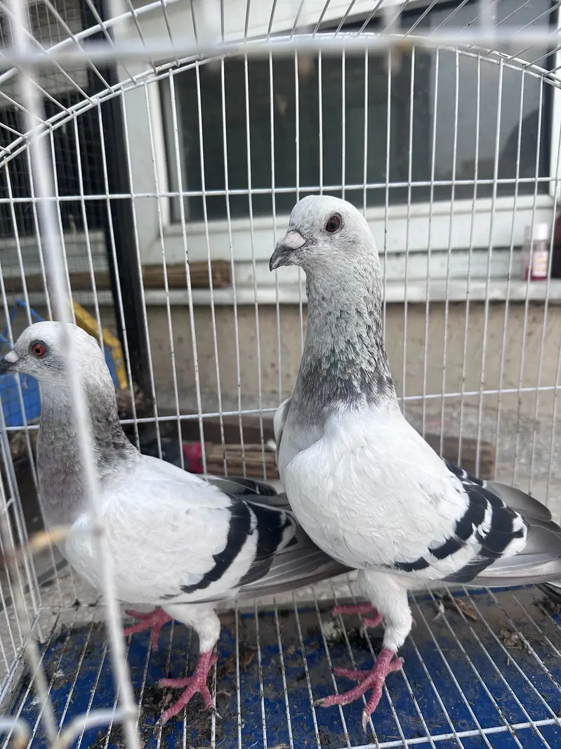 Ice Piegon pair — photo 6