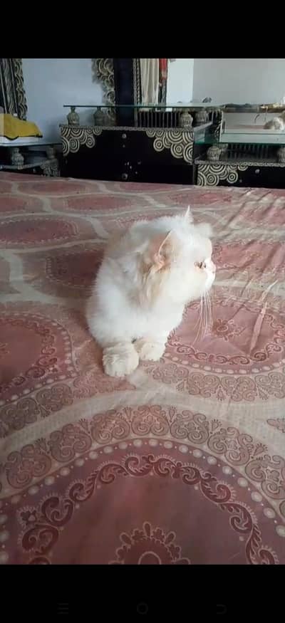 white cat