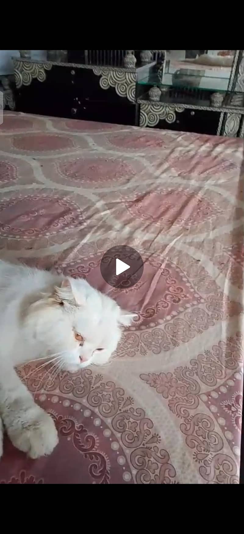 white cat 1