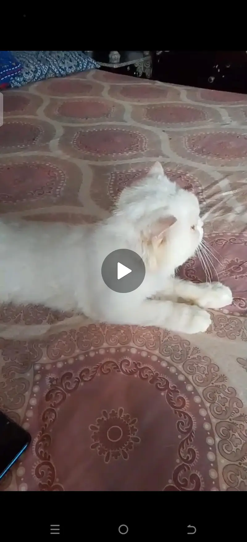 white cat — photo 3