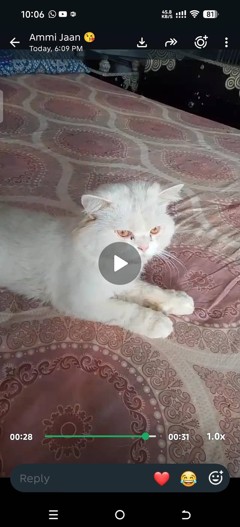 white cat 3