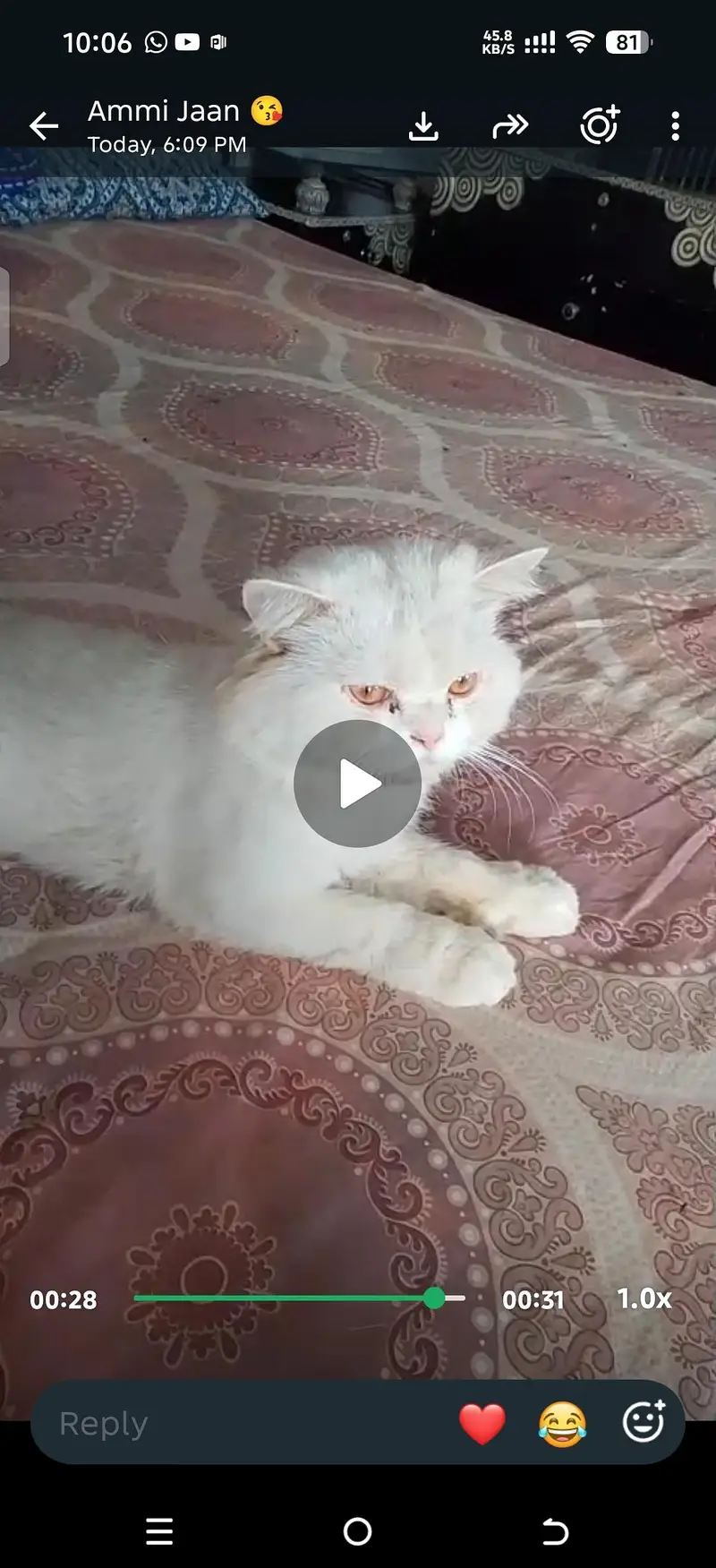 white cat — photo 4