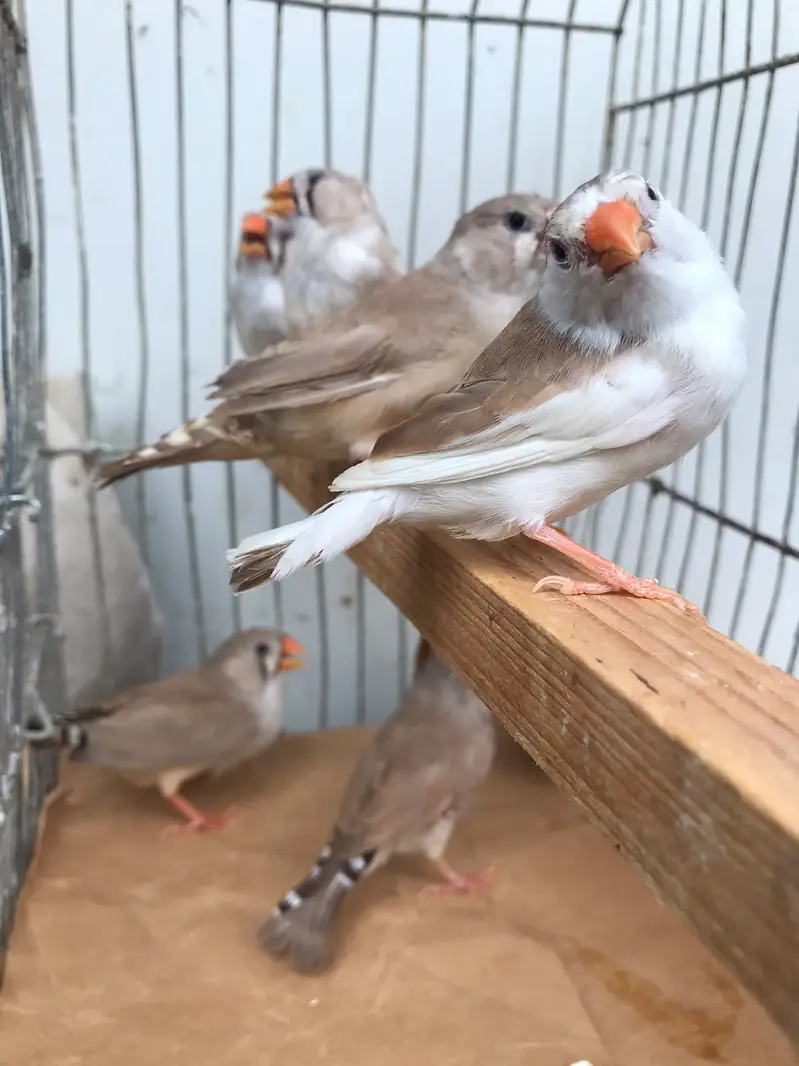 finches sale — photo 3