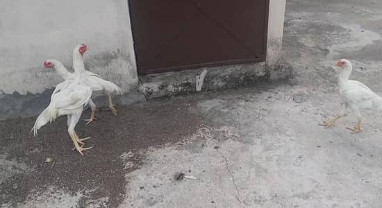 2 male 1 female German shamoo king size for sale 45000