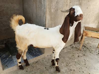 Bakry For Sale Beetala And Black Makhichina