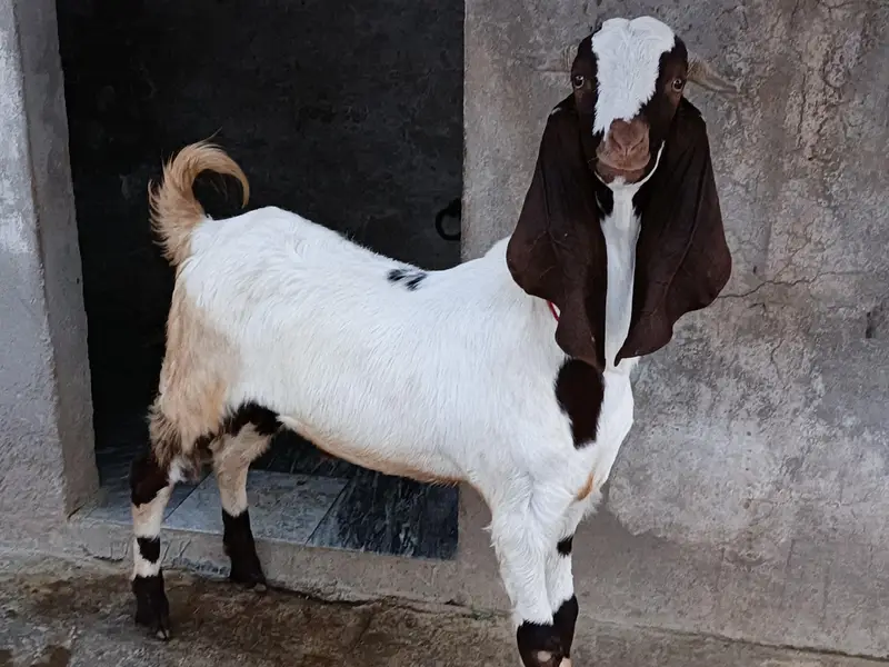 Bakry For Sale Beetala And Black Makhichina — photo 4