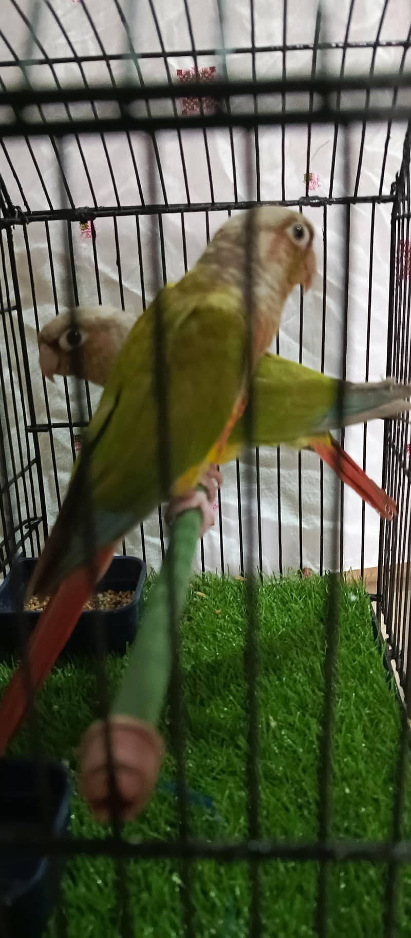 pineapple conure.  yellow side 0