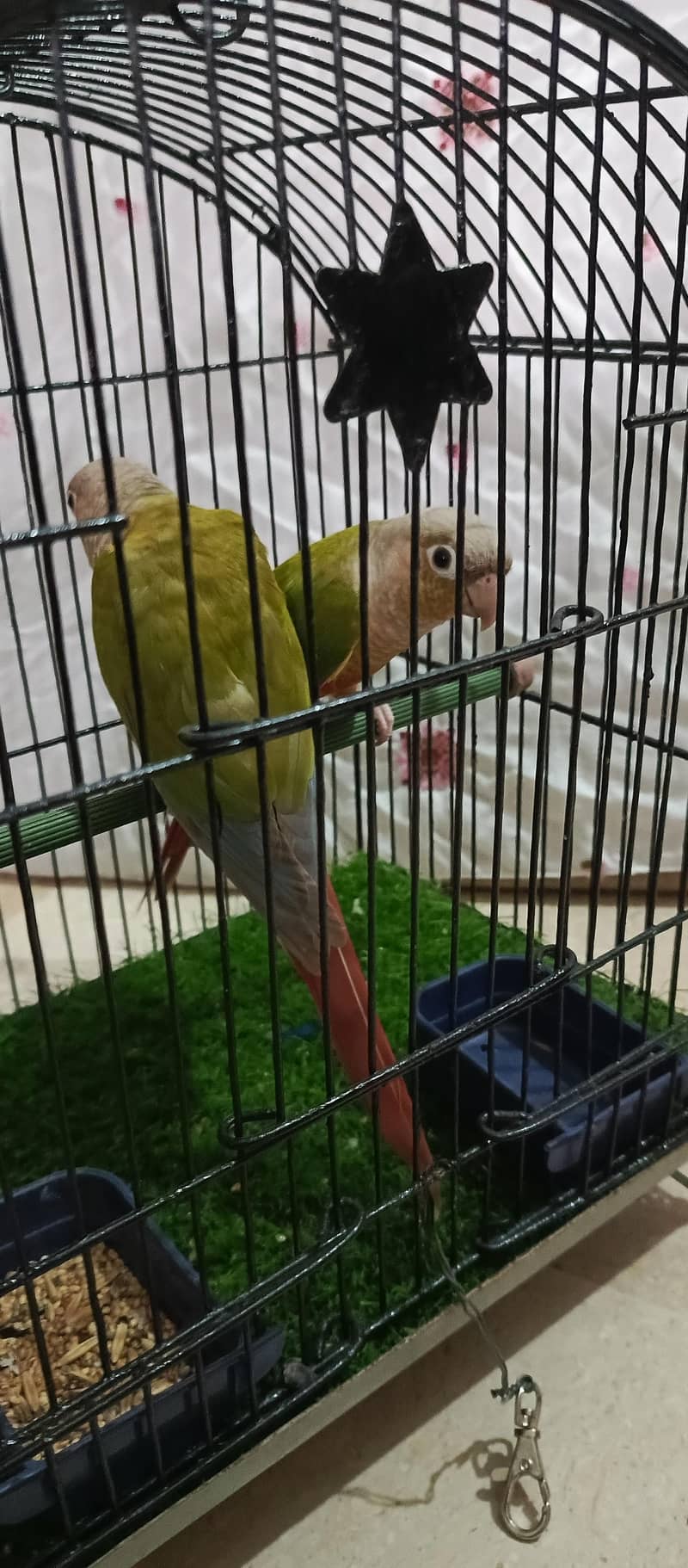pineapple conure.  yellow side 1