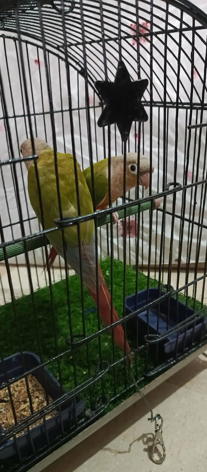 pineapple conure.  yellow side — photo 2