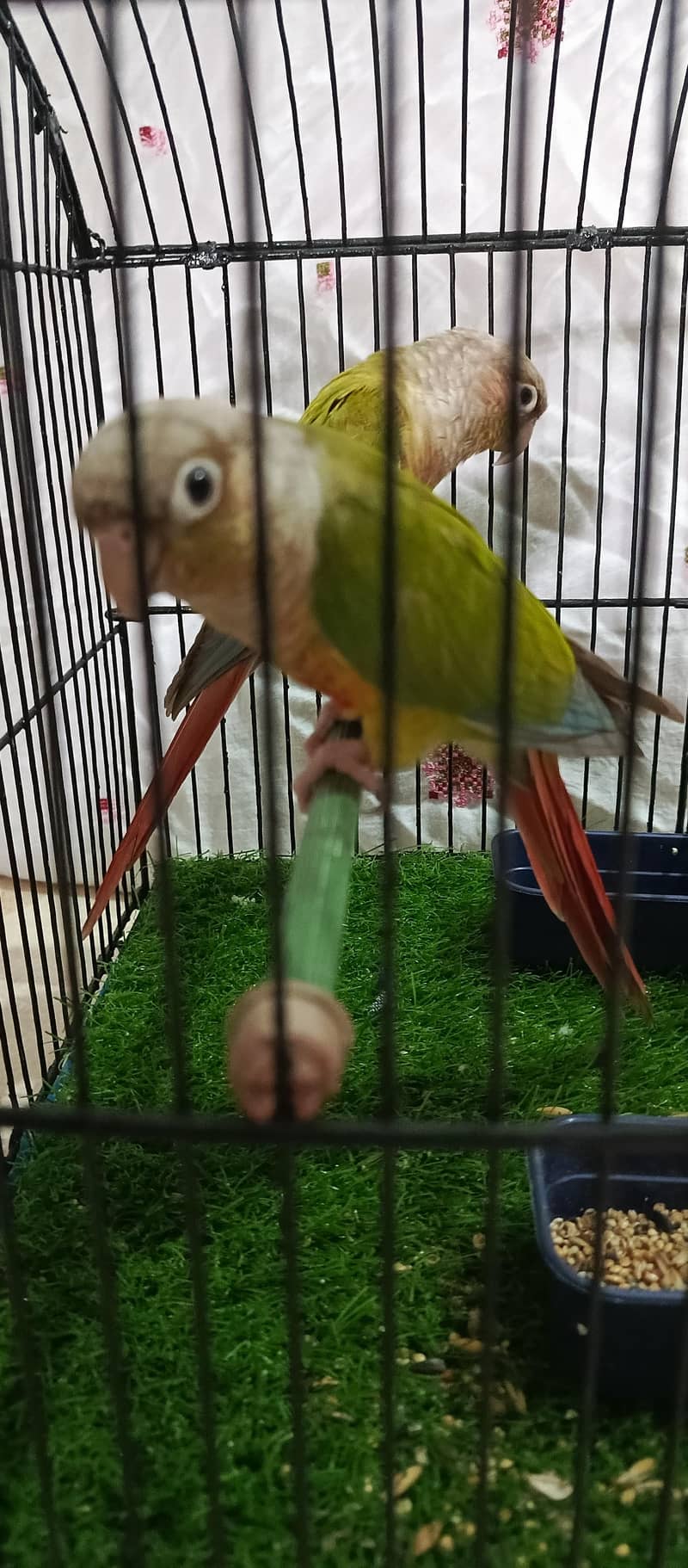 pineapple conure.  yellow side 2