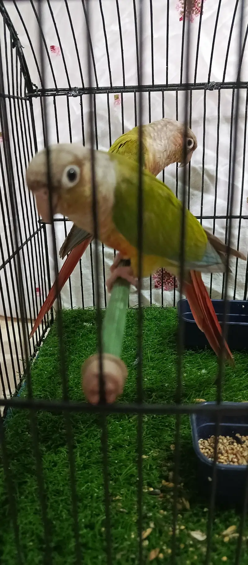 pineapple conure.  yellow side — photo 3