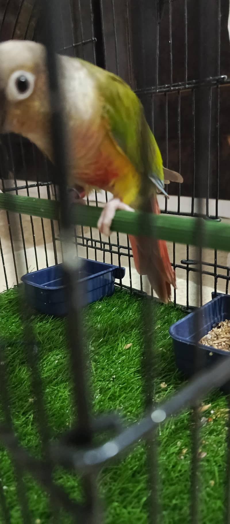pineapple conure.  yellow side 3