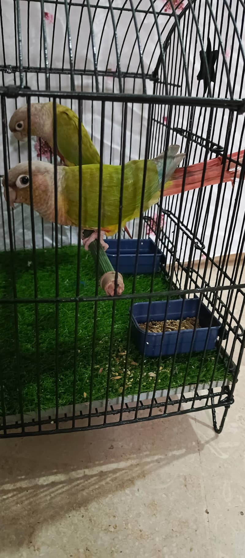 pineapple conure.  yellow side 4