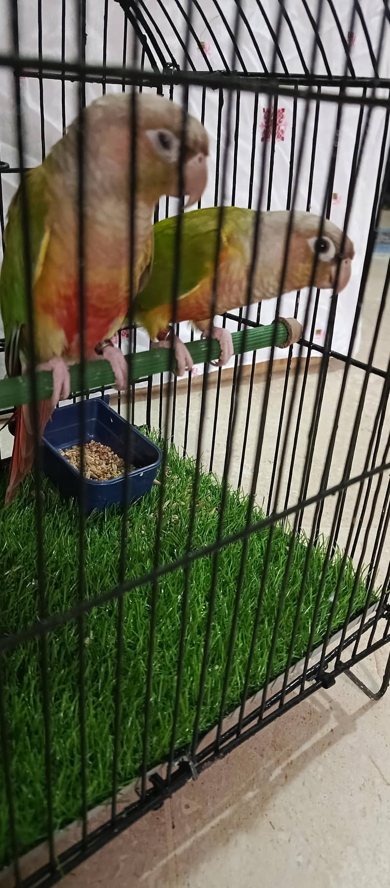 pineapple conure.  yellow side 5