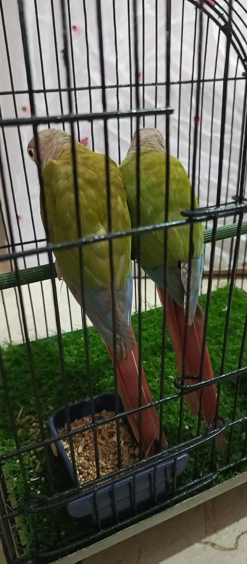 pineapple conure.  yellow side 6