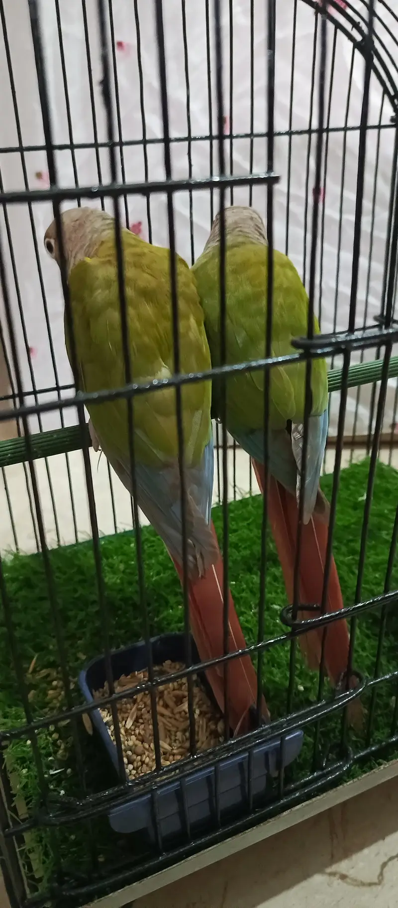 pineapple conure.  yellow side — photo 7
