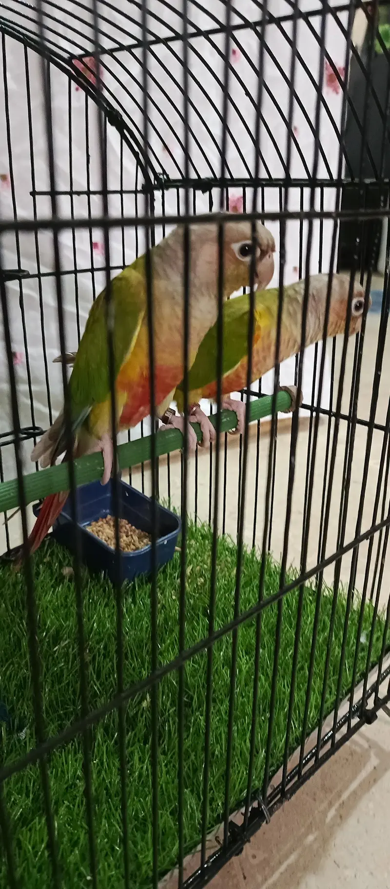 pineapple conure.  yellow side — photo 8