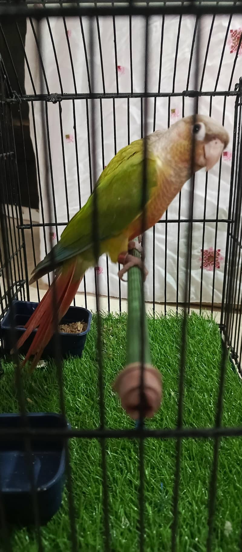 pineapple conure.  yellow side 8