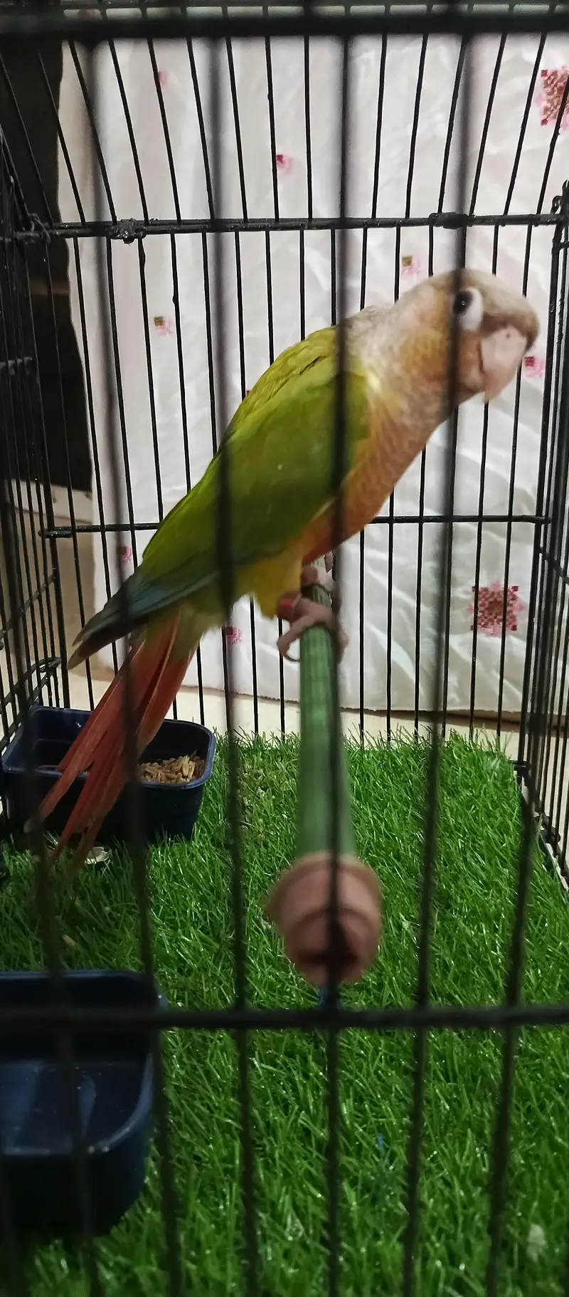 pineapple conure.  yellow side — photo 9