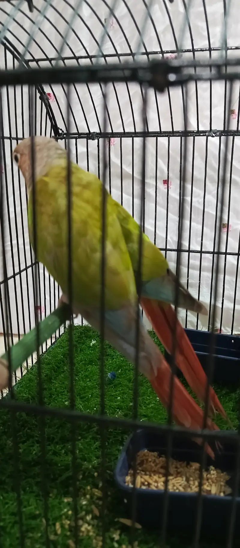 pineapple conure.  yellow side — photo 10