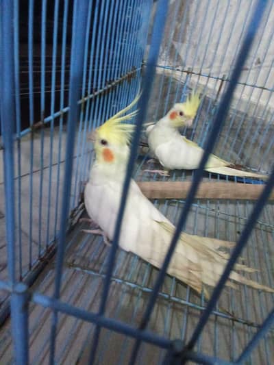 cocktail pair for sale